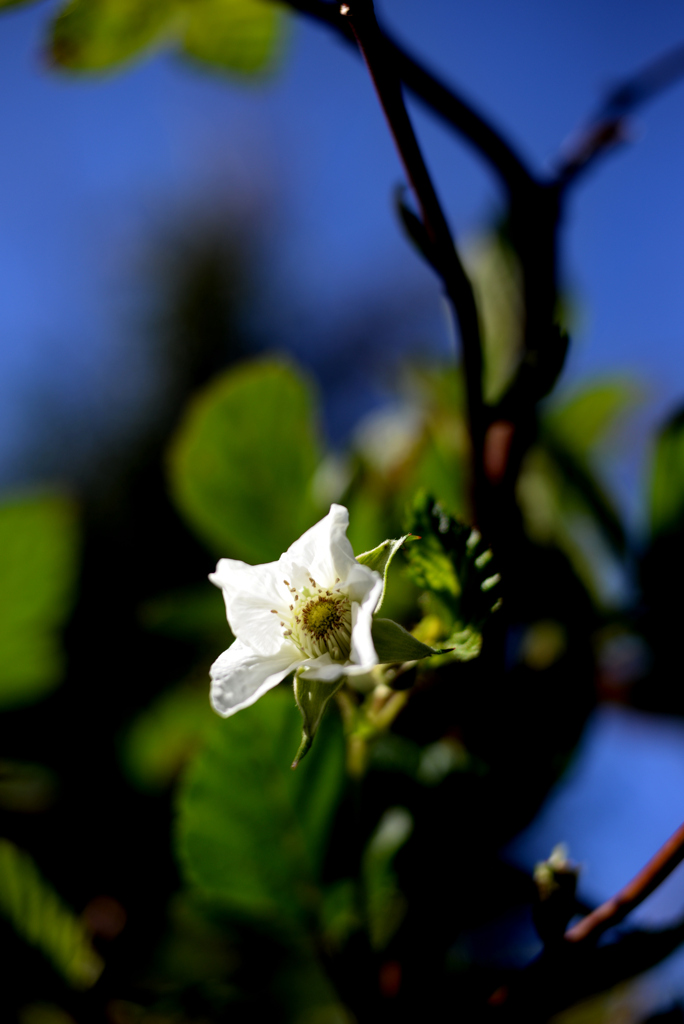 DSC_0637