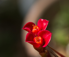 IMGP0609-2