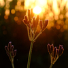 DSCF1297
