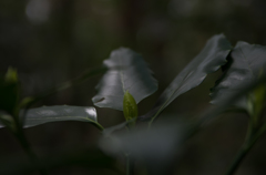 IMGP0581