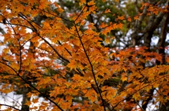 紅葉ももう終盤かな　夫婦池