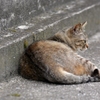 猫のいる風景　鞆の浦DSC_0121