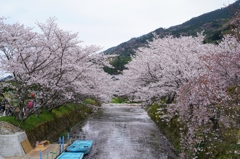 勝浦町生名桜ロマン街道1