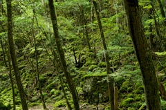 まだ秋早し彩の里 上勝町山犬嶽DSC08392