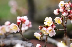 この蜜は美味しいかな？