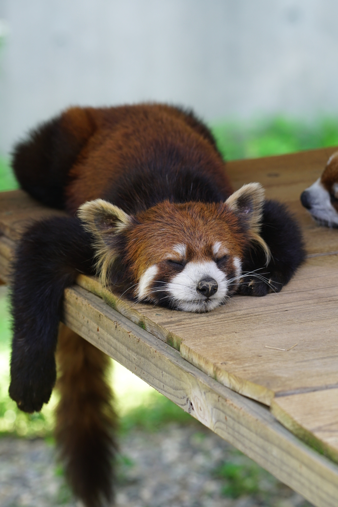 まったりレッサーパンダ