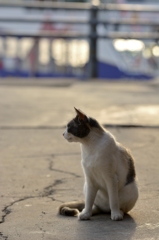 猫のいる風景　鞆の浦DSC_0003