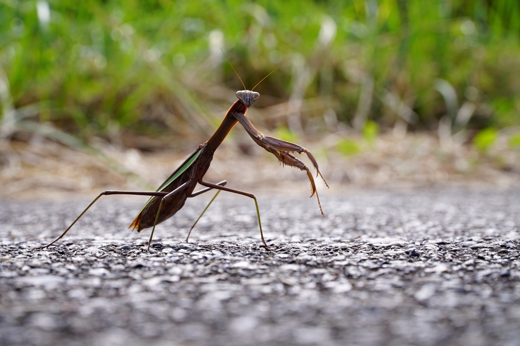 カマキリの目線です