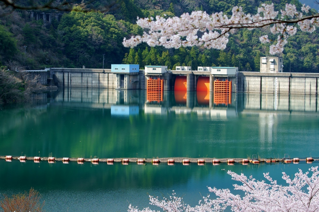 桜のある風景5