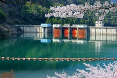 桜のある風景5