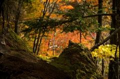 紅葉ももう終わり　見の越