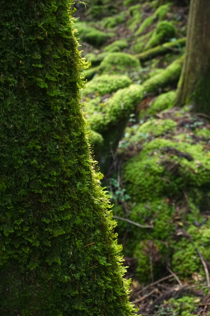山犬嶽　苔と光