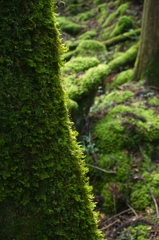 山犬嶽　苔と光