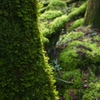 山犬嶽　苔と光