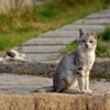 猫のいる風景　鞆の浦DSC_9989