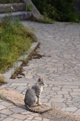 猫のいる風景　鞆の浦DSC_9979