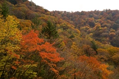 紅葉ももう終わり　見の越