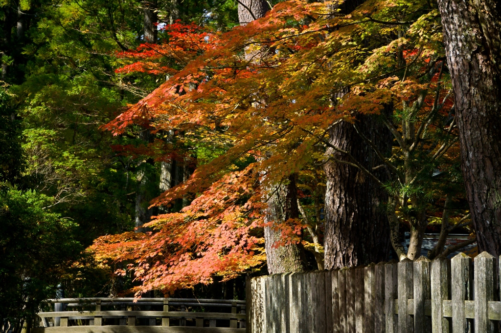 高野の朱　金剛峯寺裏