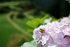 梅雨の晴れ間のひなたぼっこ