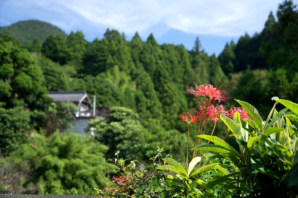 曼珠沙華