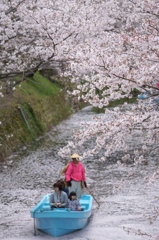 勝浦町生名桜ロマン街道4