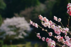 桜のある風景3