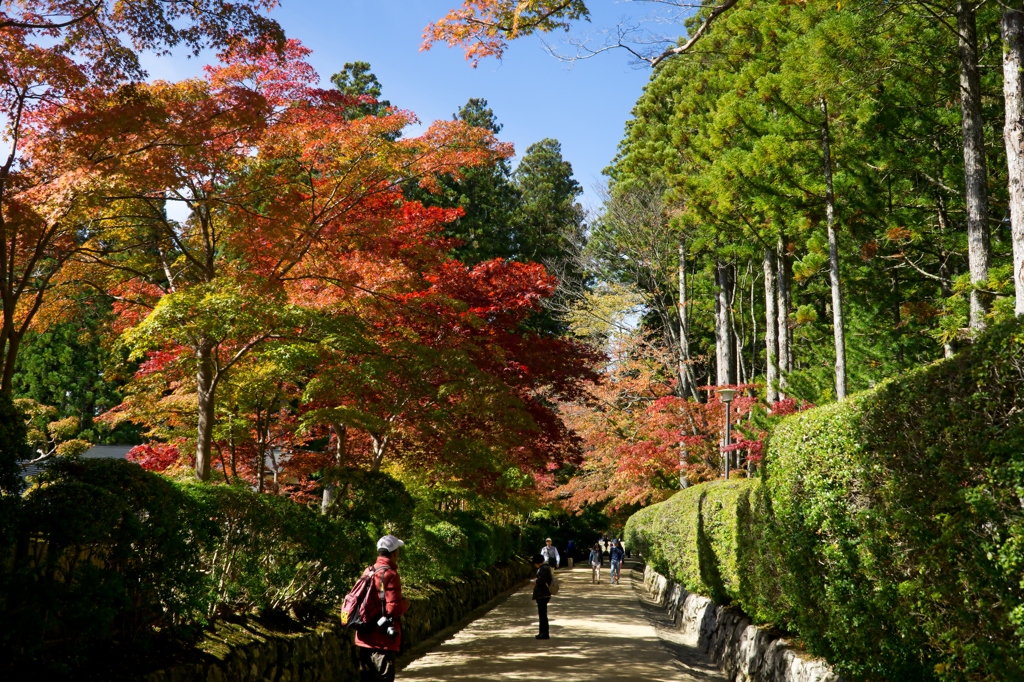 高野の色　大伽藍の道