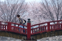 桜のある風景2