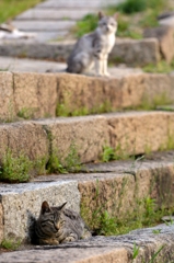 猫のいる風景　鞆の浦DSC_9968