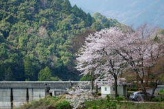 桜のある風景4