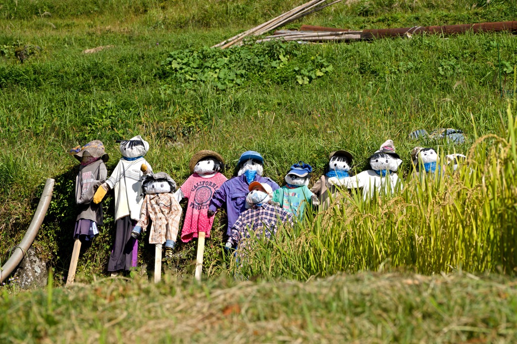まだ秋早し彩の里 上勝町樫原の棚田DSC08344
