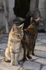 猫のいる風景　鞆の浦DSC_9983