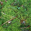 苔の森で・・・