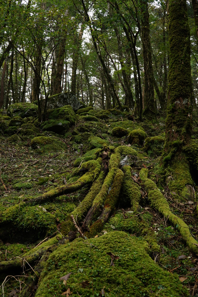 塔の丸への途中DSC07981