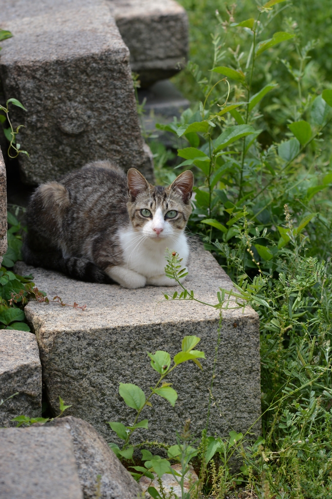 猫のいる風景　鞆の浦DSC_0115