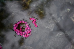 花びらの砂浜
