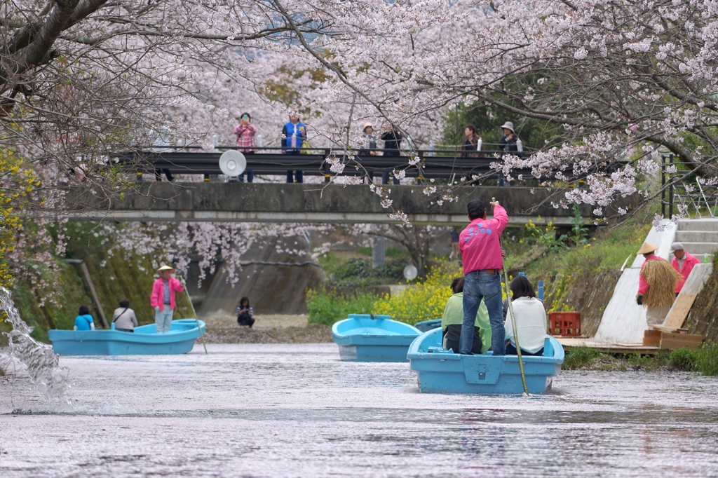 勝浦町生名桜ロマン街道3