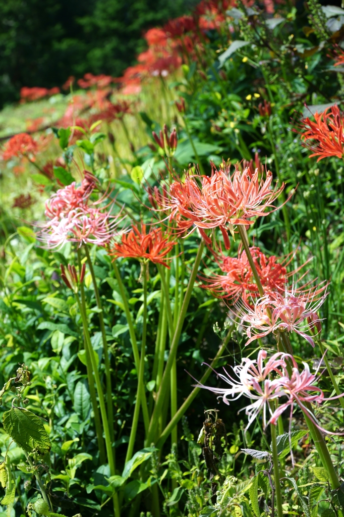 彼岸の曼珠沙華
