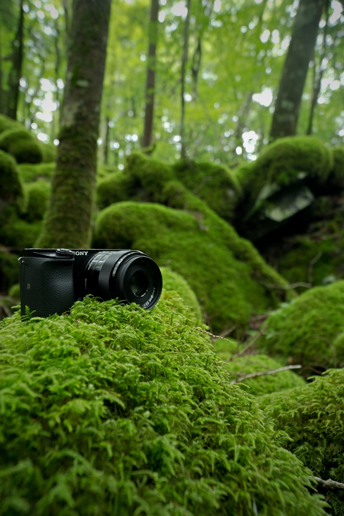 苔とSEL35F18