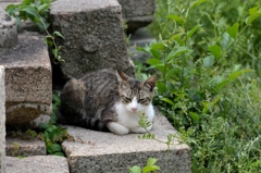猫のいる風景　鞆の浦DSC_0117