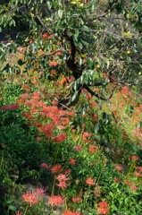 柿の木と曼珠沙華