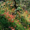 柿の木と曼珠沙華