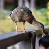 松江フォーゲルパーク5