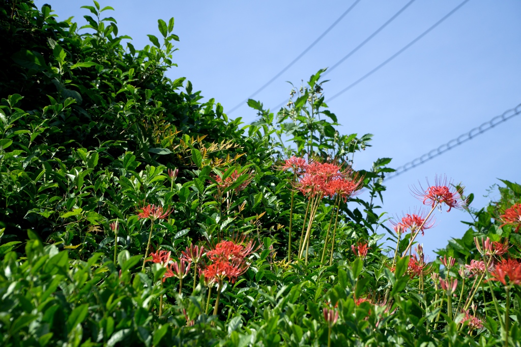 青空と曼珠沙華
