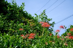 青空と曼珠沙華