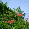 青空と曼珠沙華
