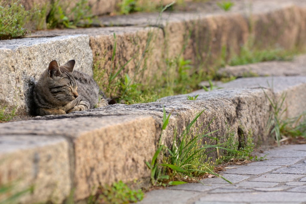 猫のいる風景　鞆の浦DSC_9971