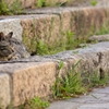 猫のいる風景　鞆の浦DSC_9971