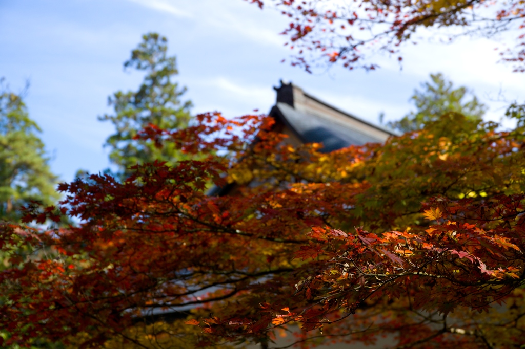 高野の赤　総持院
