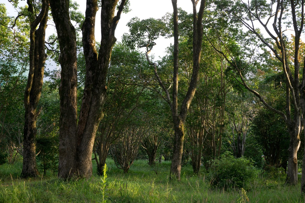 DSC06781